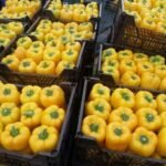 Bell-pepper-943