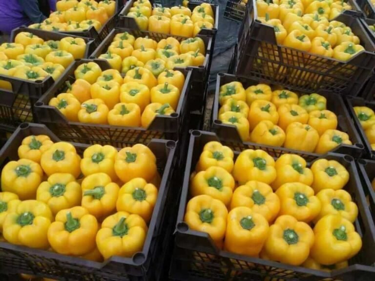 Bell-pepper-943