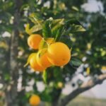 arya-jalundhwala-Wm7yDuCiNps-unsplash