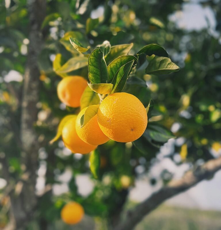 arya-jalundhwala-Wm7yDuCiNps-unsplash