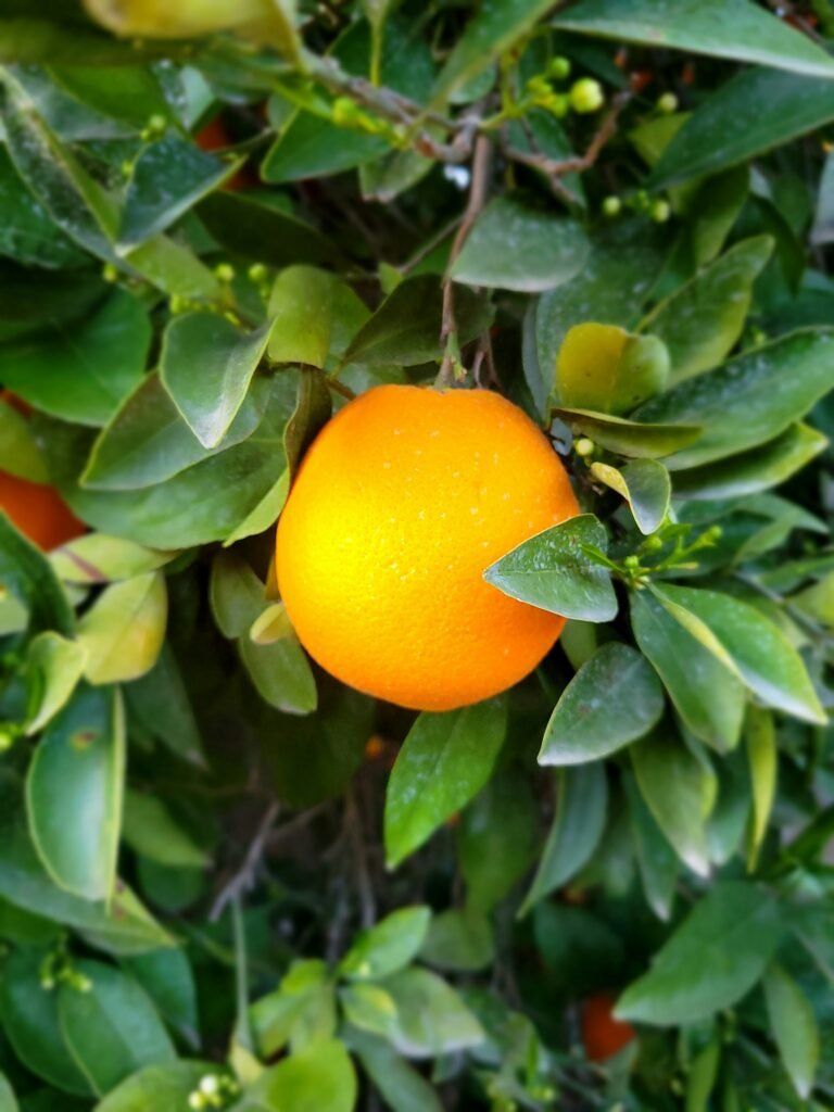 rini-susan-v-s-akaoMjve9dk-unsplash
